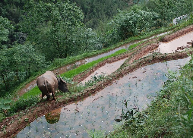 buffalo and rice fields in guizhou