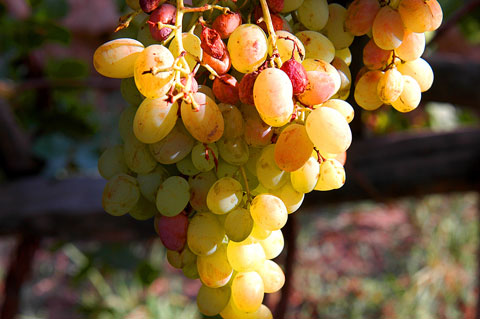 kashi grapes, xinjiang picture