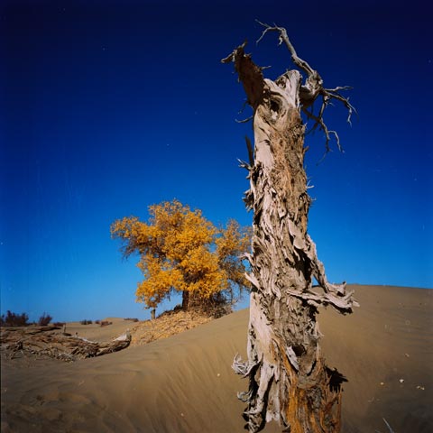 life in desert, huyang tree in xinjiang desert