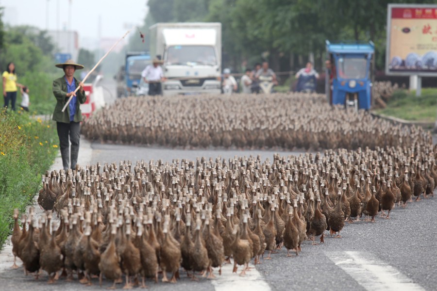 5000 ducks walking on the road