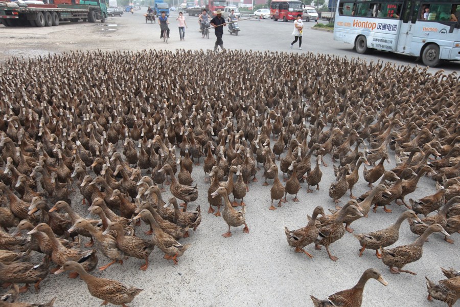 5000 ducks on city street