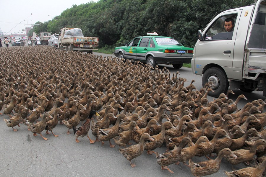 china ducks on road