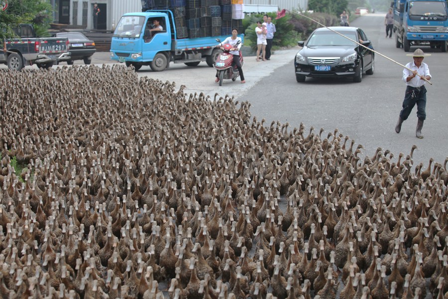 5000 ducks hit the road