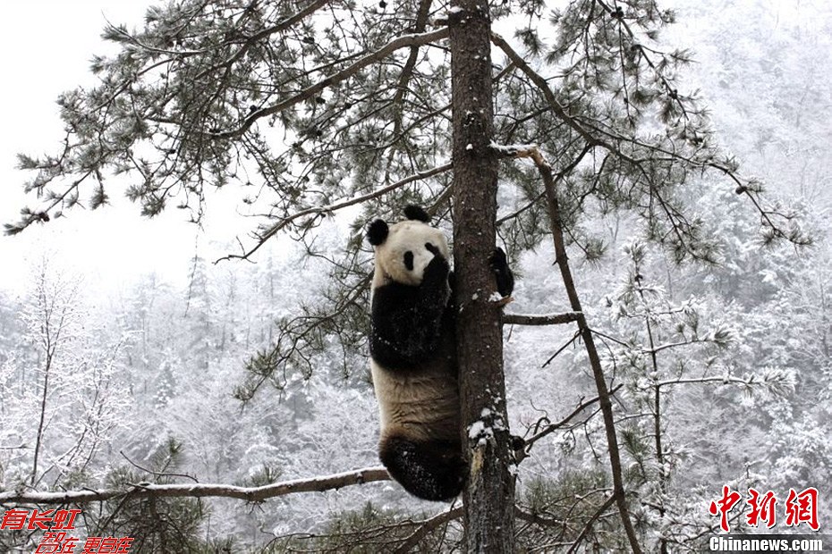panda in winter