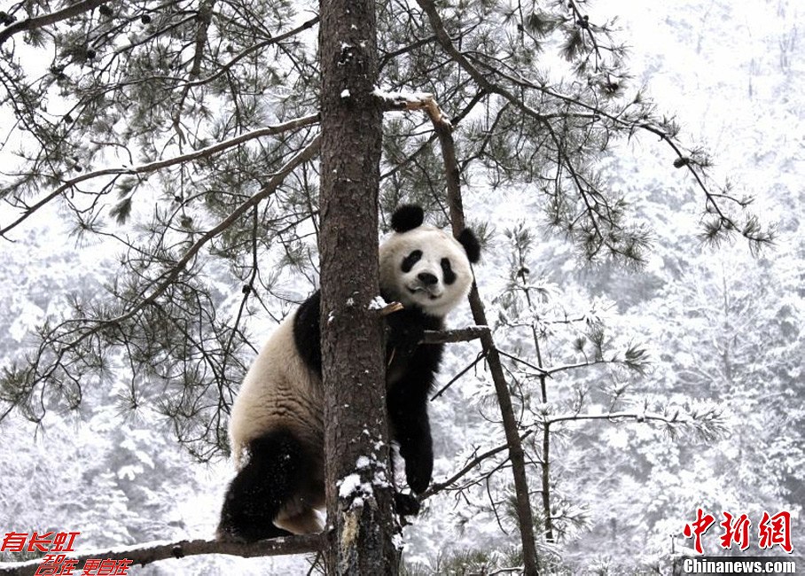 panda in reserve area of qinling