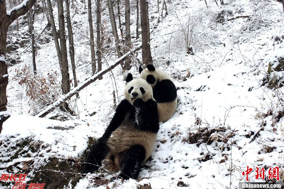 panda in winder in china panda reserve area