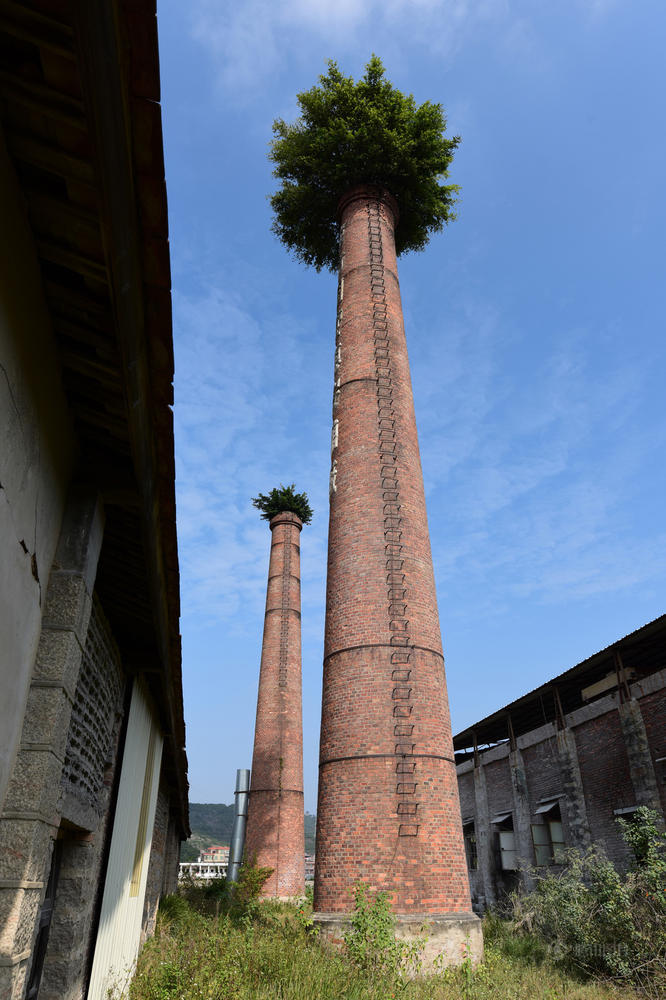 Trees are growing inside two chimneys at an abandoned factory