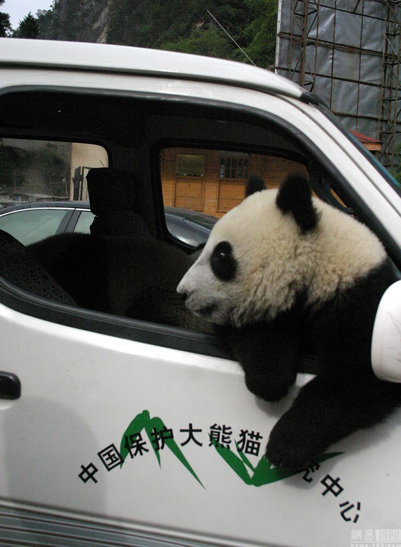 panda hitching a ride