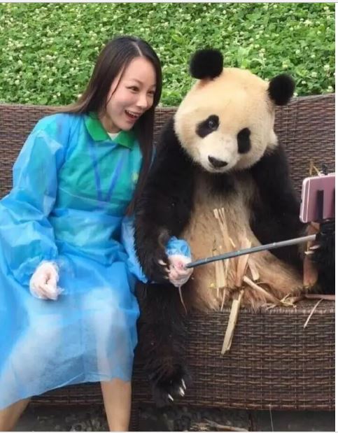panda takes selfie