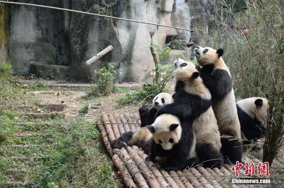 panda waiting to be fed
